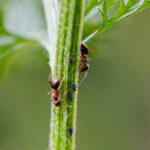 fourmis sur une branche