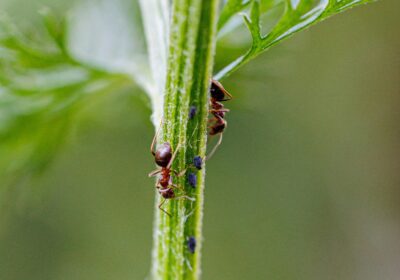 fourmis sur une branche