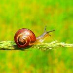 escargot sur une branche