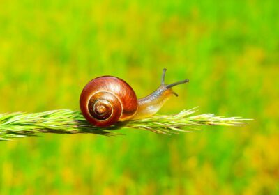 escargot sur une branche