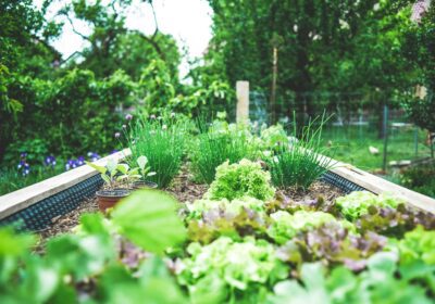 potager jardin