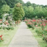 jardin fleuri avec allée