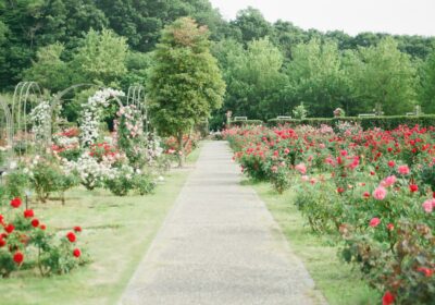 jardin fleuri avec allée